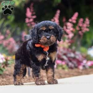Chase, Cavapoo Puppy